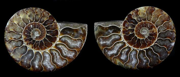 Sliced Fossil Ammonite Pair - Agatized #35625
